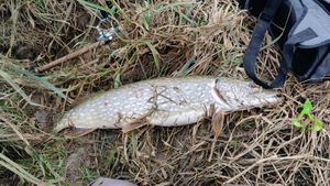 Northern Pike