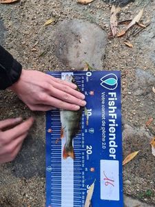 European Perch
