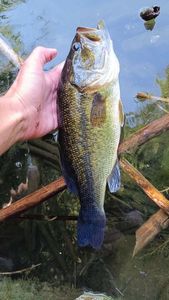 Largemouth Bass