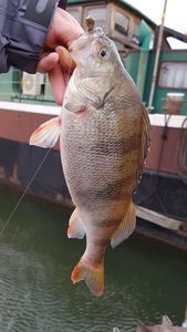 European Perch