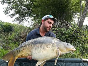 Mirror Carp
