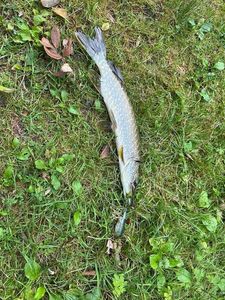 Northern Pike