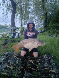 Common Carp