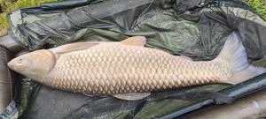 Grass Carp