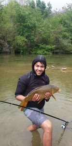 Common Carp