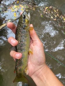 Brown Trout