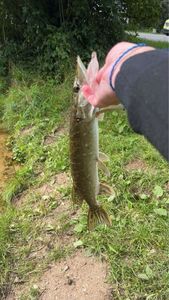 Northern Pike