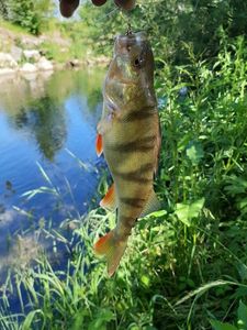 European Perch