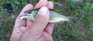 Largemouth Bass