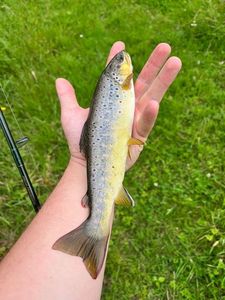 Brown Trout