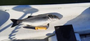 European Bass (Seabass)