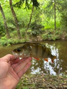 European Perch