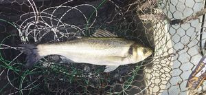 European Bass (Seabass)