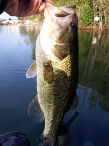 Largemouth Bass