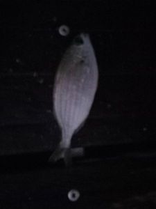 Salema