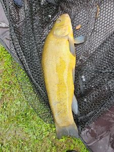 Tench