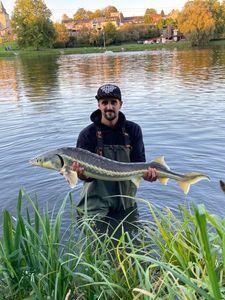 Danube Sturgeon