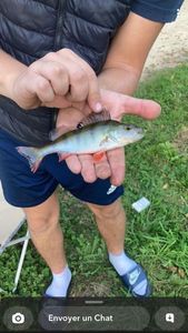 European Perch