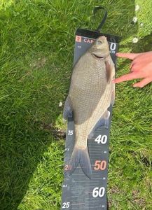 Common Bream