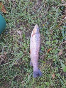Brown Trout