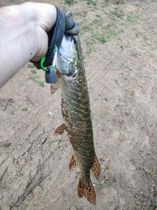 Northern Pike