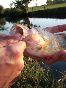 European Perch
