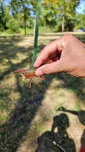 Red Swamp Crayfish