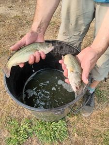Largemouth Bass