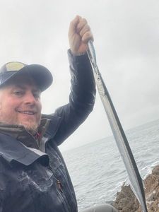 Garfish