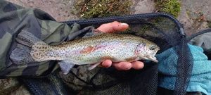 Rainbow Trout
