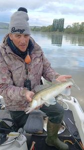 Zander