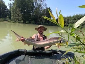 Sturgeon