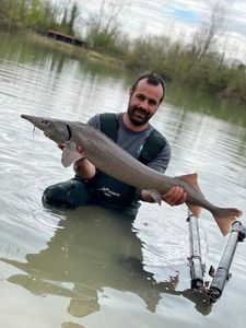 Siberian Sturgeon