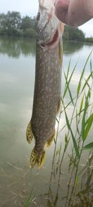 Northern Pike