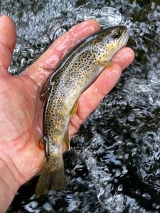 Brown Trout