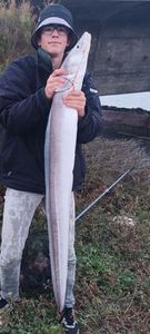 Conger