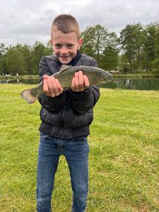 Rainbow Trout