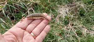 Common Minnow