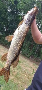 Northern Pike