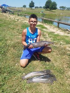 Black Bullhead