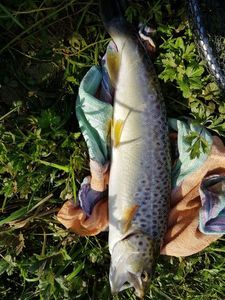 Brown Trout