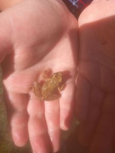 Grenouille 