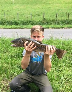 Brown Trout