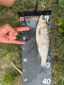 Chub
