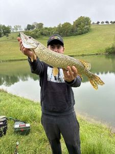 Northern Pike