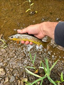 Brown Trout