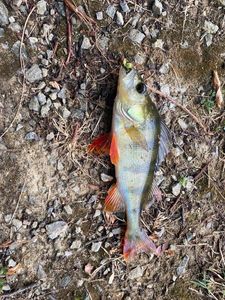 European Perch