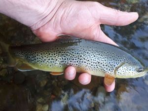 Brown Trout