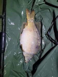 Mirror Carp