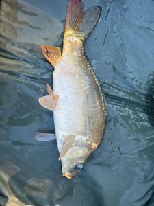 Mirror Carp